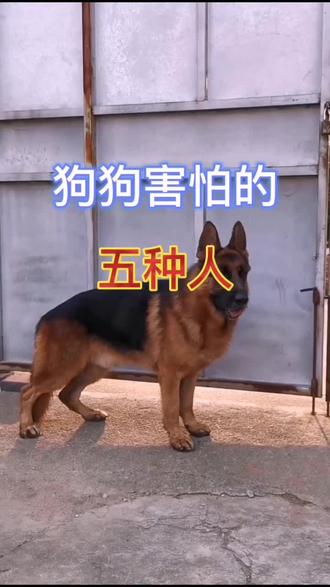 德牧#狗狗害怕的五种人#我要上热门 @DOU+小助手