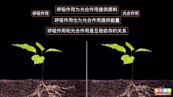 七上生物学3.5.2绿色植物的呼吸作用 学习视频(转剪)#初中生物 #每天学习一点点