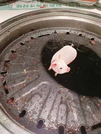烤猪