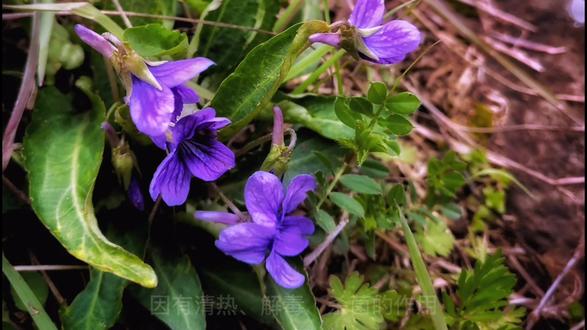 #紫花地丁 开花了,它是本地常见的 #小草,却也是味很好的 #草药 。 #农情日记 #果园 #春的气息