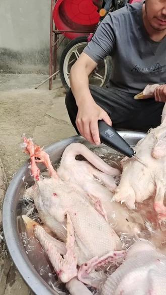 纯手工,家养大老鹅,绿色食品美味老鹅汤,昭关老鹅汤欢迎您来品尝😁