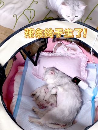 小豆花的主页 人气视频创作者 抖音 小豆花的主页 人气视频创作者 抖音