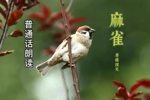 #朗读作业 普通话朗读 作品 《麻雀》作者 屠格涅夫 巴金译@主持人段炼