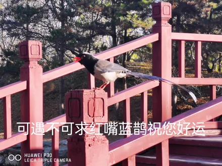 红嘴蓝鹊是一种比较罕见的珍稀鸟类,属于国家二级保护动物;又名赤尾山鸦、长尾山鹊,是鹊类中鸟体最大和尾巴最长,羽色最美的一种,也是古今中外花鸟画中常见主角,属于国内非常珍贵的鸟类,是21种国家级重点保护鸟类之一。