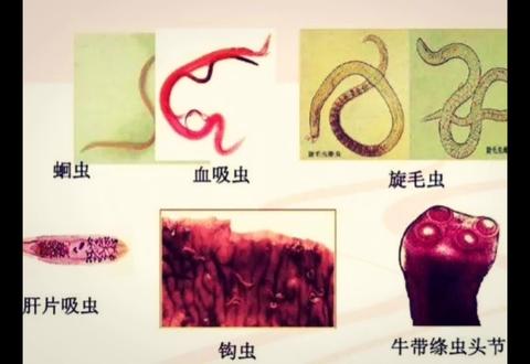 养牛,怎么做到彻底驱虫#养殖 #肉牛养殖技术 #肉牛驱虫 #上热门🔥