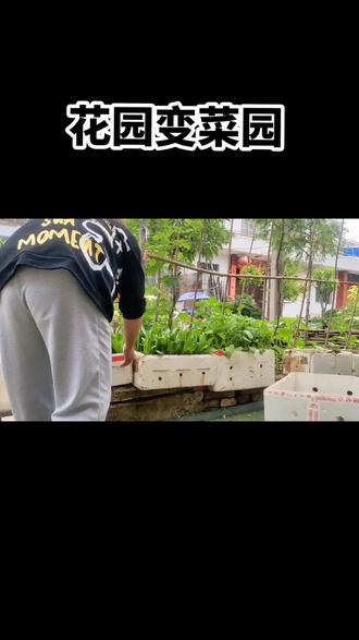 把花园变成菜园是一种什么体验?#记录真实生活 #内容过于真实 #农村生活 #原创
