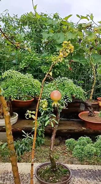 一本双杆石榴盆景特别有微美丽