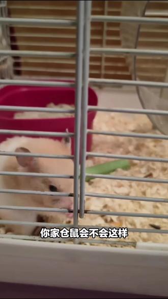 仓鼠怕吹气?
#萌宠 #金丝熊 #养鼠日常分享 #仓鼠粮