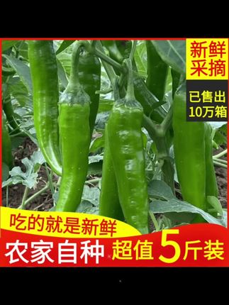 【农家自种】5斤薄皮青椒牛角椒现摘现发新鲜腌制自种蔬菜批发#辣椒🌶