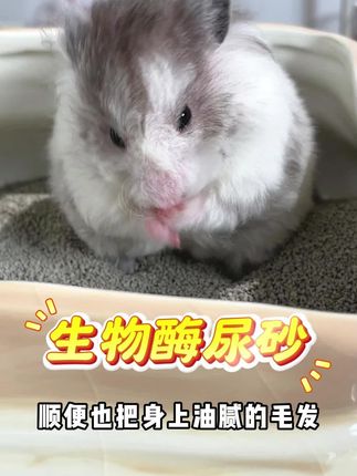 不就是又能洗澡有能上厕所还能挖掘三用砂嘛!#仓鼠 #金丝熊 #养鼠日常分享 #萌宠出道计划 #尿砂浴沙二合一