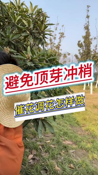 桂味荔枝,为什么先促花,才能成花#荔枝 #农业种植 #三农#农业种植