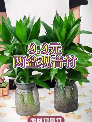 观音竹又叫富贵竹,一年四季长期,加水就能养活 #花卉绿植 #盆栽 #水培植物 #我的花花草草🌸🌸 #爱生活爱养花