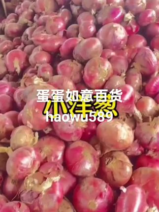 小洋葱【小果洋葱】紫红洋葱新鲜现挖红皮紫皮圆葱葱头水果批发洋葱#种草 #创作灵感 #我要上热门 @福建好物商城