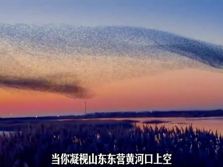 北冥有鱼,其名为鲲!#东营 #逍遥游 #鸟浪 #每日分享 #创作者扶持计划