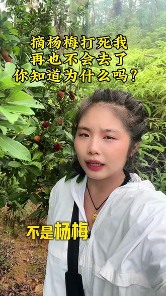 作为一个地道的金灶人第一回体验上山采摘杨梅,虽然可以自由吃,但这果农的采摘工作是真的辛苦又危险,希望这次福建漳州的事件不要影响到真正的良心商家。#摘杨梅 #福建漳州 #金灶杨梅 #果农的心酸 #山上的意外