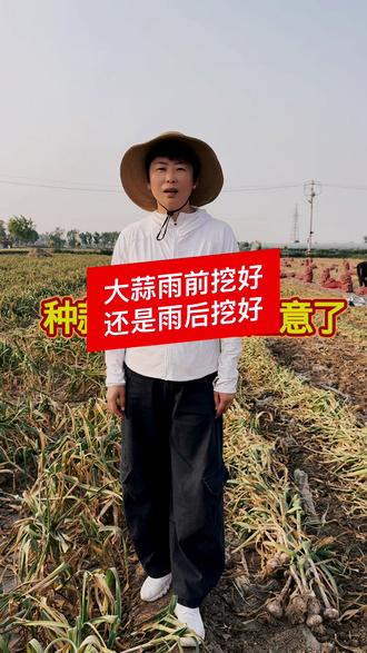 大蒜雨前挖好还是雨后挖好#抖音服农助农 #抖音助农扶农 #大蒜 #种植小麦的注意了 #三农种植