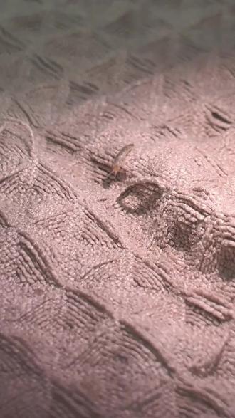 如何辨别家里是不是有衣鱼虫窝? 这种体长1–2cm,身体扁平有细长触角和尾须就是衣鱼虫。通过新买的家私家具、快递包装进入室内,可以300天不吃东西,怕光,昼伏夜出。常藏在衣柜书架、踢脚线、床垫墙缝里,如果是白色的虫子说明衣鱼虫刚出现,银灰色的是已经成年的衣鱼虫,深褐色或黑色就要注意了!代表衣鱼虫害严重,室内有族群有虫窝!#家里为什么有衣鱼虫 #怎么找衣鱼虫窝 #黑色衣鱼虫 #衣鱼虫哪里来的 #衣鱼虫怎么除