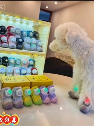 【带灯的宠物鞋子】狗狗宠物鞋子软底防滑#宠物用品 #每日分享 #宠物衣服 #也太可爱了吧