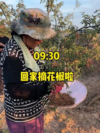 我回到老家已经开始摘花椒啦!小黄车里有花椒颗粒和花椒粉,大家看好规格哦!咱自己家种的绿色农产品大家放心下单哦!#vlog日常 #陕西大红袍花椒 #绿色农产品 #自家种植