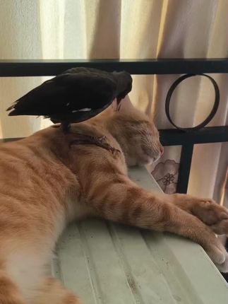 #萌宠 #猫 #鸟类