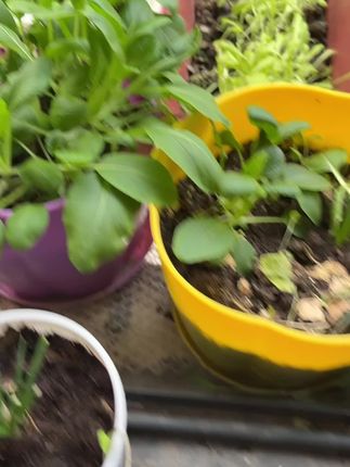 #阳台种植 #营养土推荐 #盆栽营养土 #营养土批发 #营养土厂家