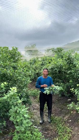 又是一年采摘季 蓝莓🫐5月可体验采摘入园畅吃”小朋友9.9!