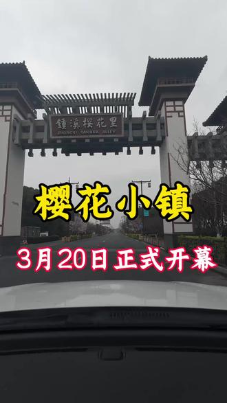 钟埭樱花小镇小路免费攻略,免费停车,免大门票#钟埭樱花小镇