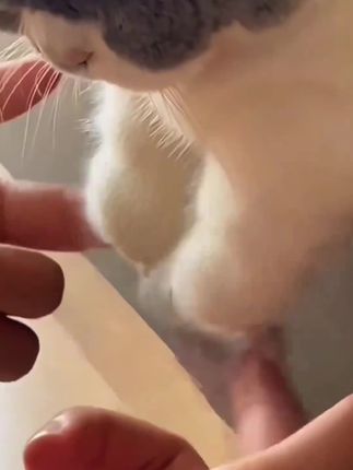 “请全世界最最最可爱的女孩子来看”#小奶猫#治愈系猫咪