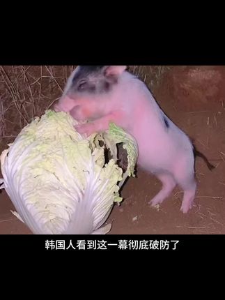 大白菜在国内便宜到无人问津,在国外却成了香饽饽……