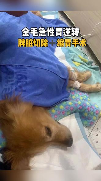 前段时间夜间的急急急急症
大金毛胃扭转,紧急手术
脾脏切除,同时做了缩胃手术
胃扭转是犬容易出现的一种急性、危及生命、并且需要紧急手术治疗的疾病。这是一种胃内气体(包括液体)迅速膨胀导致胃部因扩张发生扭转的疾病,在这种情况下,胃部中的气体更难以释放。有时,脾脏也会随胃部一起发生扭转,导致相应组织供血不足从而发生坏死。并且,胃部扭转后,静脉回流受阻、门静脉血压过高,将引起心源性休克。
多发于大型或巨型的深胸构造的犬种,给狗狗喂食时食盆位置不宜过高,不建议每天只喂一次且大量喂食,饭后不宜高强度运动和过于兴奋。
急性胃扭转有一定的复发几率,且不宜耽搁太久,需要马上到医院进行治疗
#宠物医生黄源 #狗狗生病 #金毛 #狗狗 #兽医