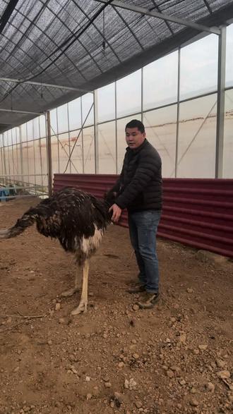 回收鸵鸟毛,上门拔毛……