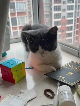 #萌宠萌宠 喜欢陪着我一起干活的小可爱 做饭就在厨房陪着我