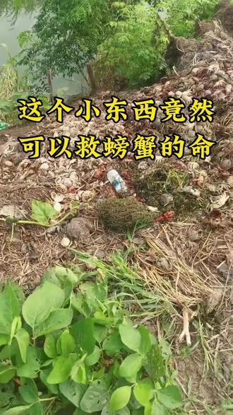这个小东西竟然可以救螃蟹的命#螃蟹养殖 #大闸蟹养殖 #兴化大闸蟹 #水产养殖 #抖音助农 @DOU+小助手