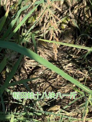 生态稻田蛙, 肉质鲜美,肉质鲜嫩,高蛋白,低脂肪 ¥18.8一斤 顺丰包活包送到家