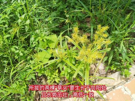 潮汕话“草头夫妻”中的“草”原来是它