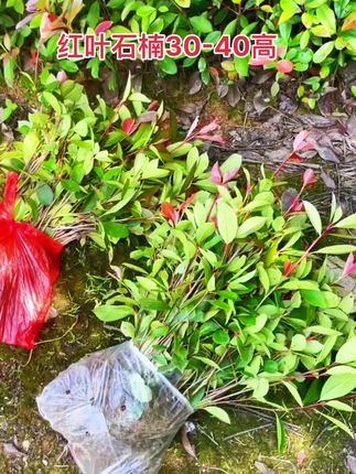 红叶石楠树苗#庭院植物 #别墅庭院植物 #小区物业 #小区绿化带 #红叶石楠