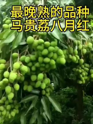 晚熟品种马贵荔枝苗,喜欢的可以种上一两棵#三农 #抖音新农人 #果园种植 #苗木种植 #果树种植