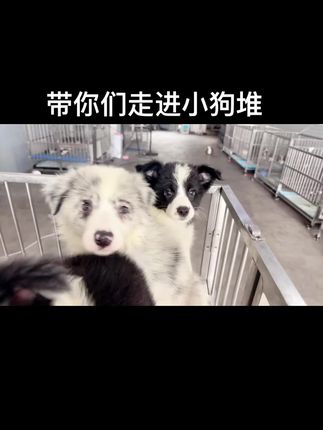 #边境牧羊犬