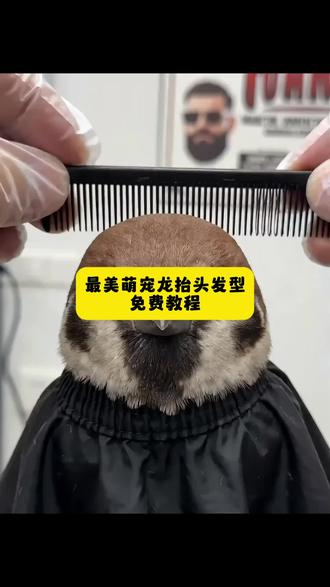 最美萌宠龙抬头发型怎么拍
#即梦ai #AI分身戏精大赛 #我的AI分身杀疯了#最美萌宠龙抬头发型大赏 #麻雀理发 麻雀理发ai 龙抬头剪头发