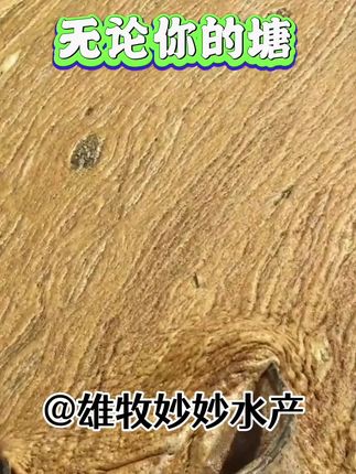 #水产养殖 #鱼虾蟹养殖 #水产养殖技术 #水产人 #四大家鱼养殖