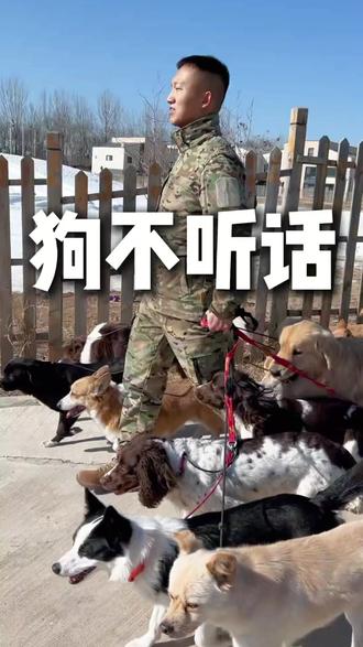 专业训犬必备!狗狗一体式P绳防爆冲,通用中小型犬!
#训犬绳必备 #防爆冲狗绳 #一体式P绳 #防爆冲牵引绳 #防爆冲牵引