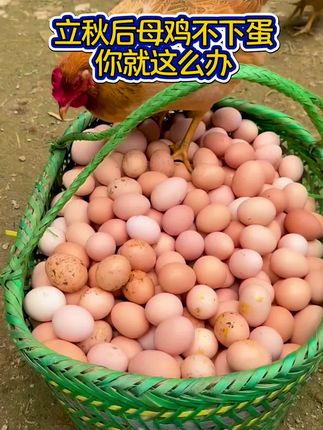 母鸡不下蛋,你就这么办#捡鸡蛋 #鸡不下蛋 #土鸡蛋 #蛋鸡养殖