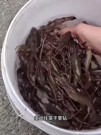 喜欢户外下笼子,这款羊油饵料一定不要错过!#爆护饵料 #羊油小饼子