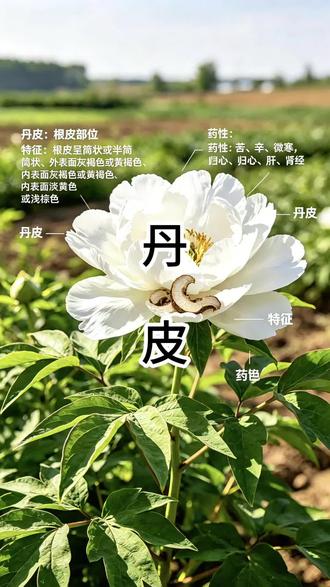 每天认识一味中药-丹皮 来源:牡丹干燥根皮
性味:苦、辛,微寒;归心、肝、肾经
功效:清热凉血,活血化瘀,退虚热
主治:血热出血、阴虚潮热、血瘀痛经、跌打肿痛、肠痈
现代作用:含丹皮酚,抗炎、降压、镇静、抗过敏
禁忌:月经过多、孕妇、血虚体寒者慎用
用量:6~12g#分享你的草药知识吧 #创作者中心 #创作灵感 #丹皮 #中草药