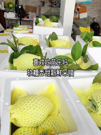 爱吃芭乐的看过来真不错好新鲜好好吃哦 高山老树芭乐现摘现发的新鲜老树果巨好吃哦#新鲜采摘 #软糯香甜 #应季水果 #口感特别好 #强烈推荐