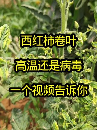 西红柿卷叶,是高温引起的还是病毒病?一个视频告诉你。 西红柿卷叶,是高温引起的还是病毒病?一个视频告诉你。#三农 #农业知识 #农业种植 #三农种植 #农业