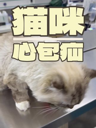 张政team宠物集诊