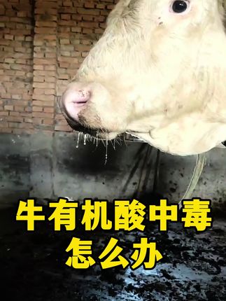 #牛羊养殖 #科学养牛 #养牛技术 #养牛 #三农养殖