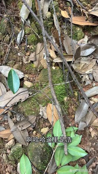 竹节虫:比树枝还像树枝的伪装大师 竹节虫趴在树枝上你能认出来算我输!本期视频带你看看这位伪装大师的生存绝技,它们怎么走路、怎么吃东西、怎么躲过天敌,还有那些你不知道的冷知识,看完你会对虫子刮目相看。