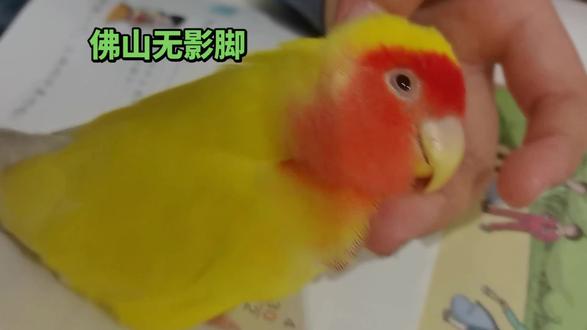 #萌宠 只认小主人的桃桃